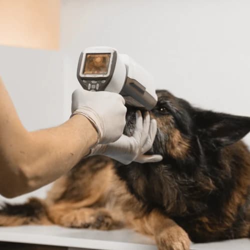 Veterinary